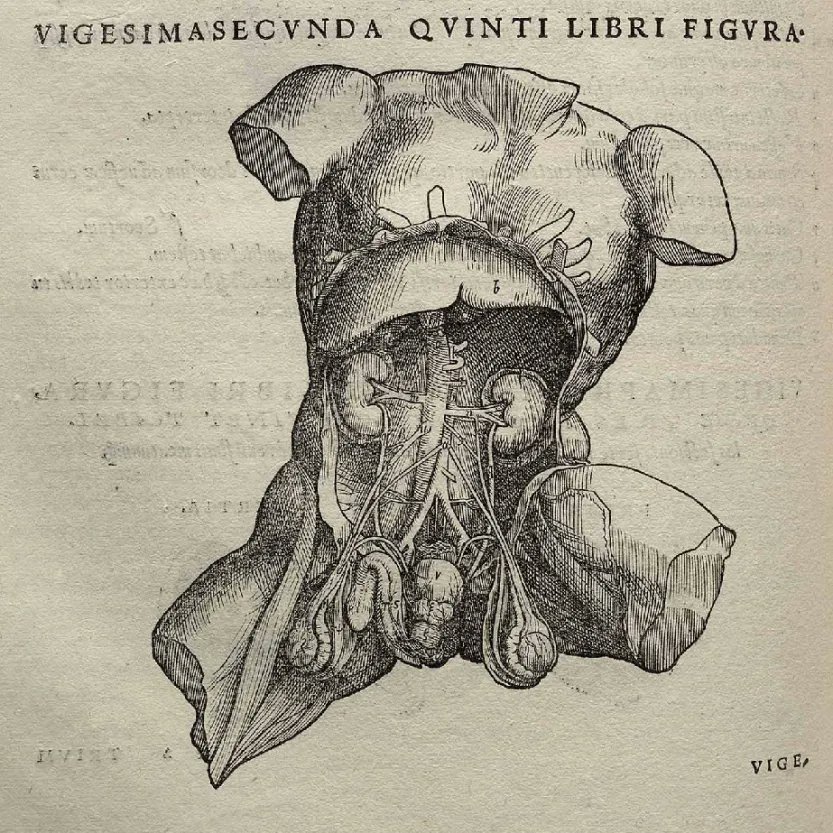 Check out Vesalius' detailed nasal anatomy—where art meets science! At Baylor Medical Humanities, we dig deep into historic insights for modern medical marvels.

#MedicalHumanities #Baylor #HealthCare #PreMed #PreLaw #HospitalAdministration #Compassion #Empathy #HealthHumanities