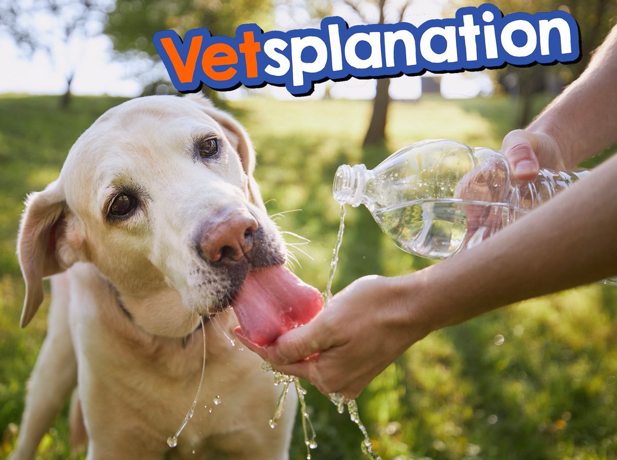 vetsplanation's tweet photo. With the recent rise in temperatures, have you listened to our latest Vetsplanation episode on preventing pet heatstroke? Dr. Sugerman shares crucial tips to keep your pets safe during the summer heat. 

View This Episode on the Vetsplanation Website:⁠ 
https://t.co/Wn0XHwS0Dh https://t.co/IBxEy1aUKX