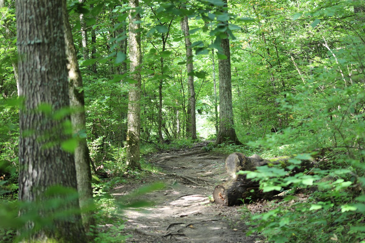 westchestertwp's tweet photo. Go for a weekend hike along the creekside, wooded trails at Keehner Park this summer! https://t.co/1E1h0NHkDC https://t.co/jjIImVdoDp