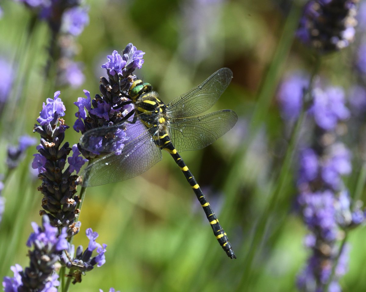 JoKingDevon's tweet photo. Covid sucks! Awful couple of weeks but so glad I have the garden to keep me smiling. This #GoldenRingedDragonfly spent most of the day by the garden ponds today #Shutterton #Dawlish #Devon https://t.co/KRdVmgNbvH