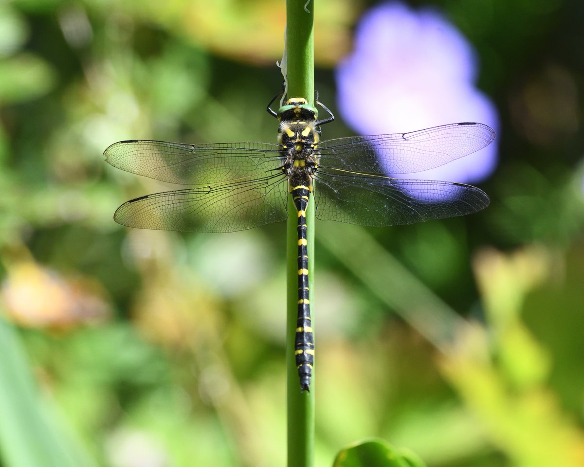 JoKingDevon's tweet photo. Covid sucks! Awful couple of weeks but so glad I have the garden to keep me smiling. This #GoldenRingedDragonfly spent most of the day by the garden ponds today #Shutterton #Dawlish #Devon https://t.co/KRdVmgNbvH