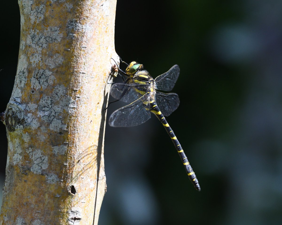 JoKingDevon's tweet photo. Covid sucks! Awful couple of weeks but so glad I have the garden to keep me smiling. This #GoldenRingedDragonfly spent most of the day by the garden ponds today #Shutterton #Dawlish #Devon https://t.co/KRdVmgNbvH