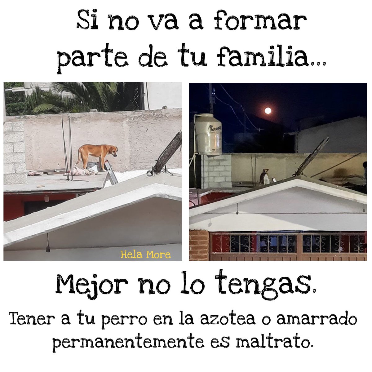 HELA_MORE's tweet photo. Paquito sigue en busca de una familia.
Estamos en CDMX https://t.co/iZsSE2Bau8