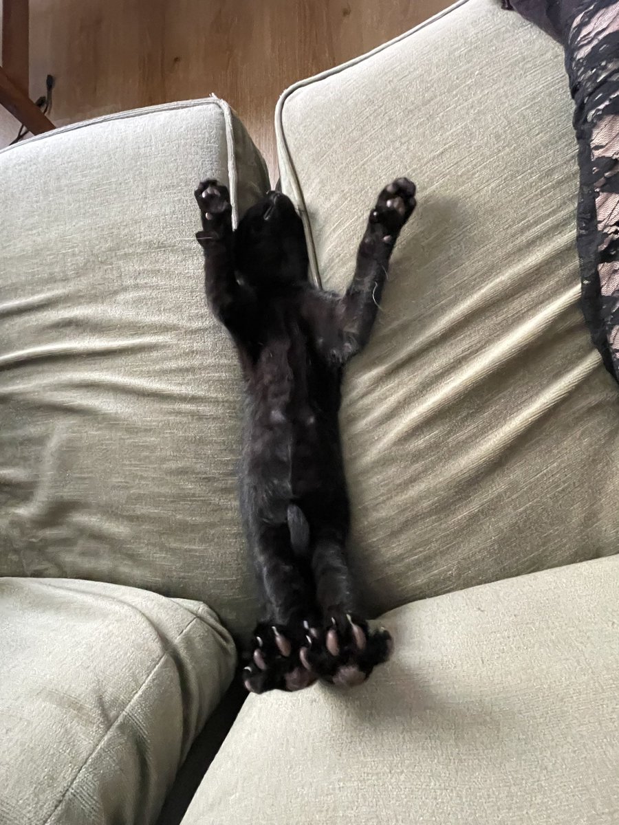 comandante_Vik's tweet photo. ‼️ Patounes ‼️ https://t.co/bNi1t8kJxe