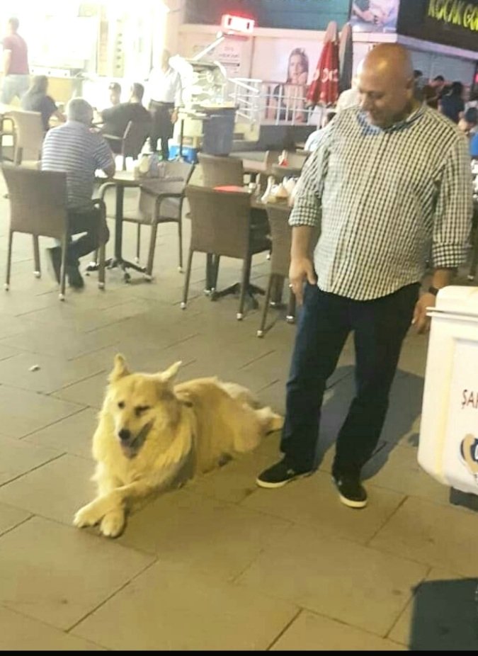 Sokak hayvanlarını uyutmayı öngören yasa teklifine karşı oyumuz hayır.
Üretimi durdur.
Ticareti yasakla.
Kısırlaştır. 
Aşılat. 
Yerinde yaşat.