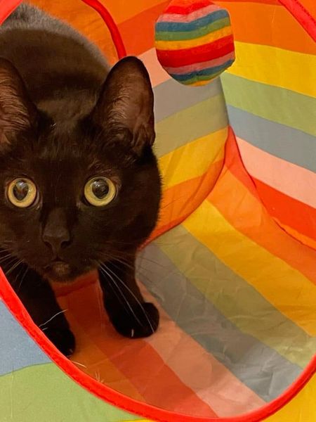 rescueridge's tweet photo. Monmouth County, NJ
Please keep sharing Luna. She's very depressed and doesn’t seem to enjoy the company of other cats at our adoption center in Howell, NJ Petsmart. She may need to be the only cat or it may be that she's just so stressed at the store. She realizes her family is https://t.co/EuyL9dY4J4