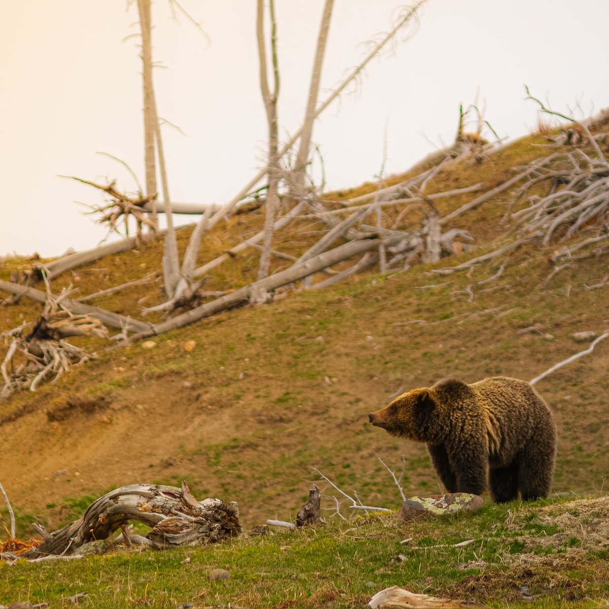 blackholescream's tweet photo. #yellowstone #bear #bears #nature #naturephotography #photography https://t.co/oTt6QF1uJX