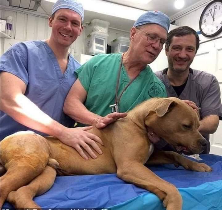 GRamirezF_D12's tweet photo. Este Señor es un cirujano jubilado que no duda en operar a perritos callejeros heridos, accidentados o enfermos, lo hace totalmente gratis. He aquí un ejemplo de profesionalidad, de gran persona y sobre todo de Humanidad. 💞🐕🐶🐾🕊️💞❤️ https://t.co/SfvotrXt8i