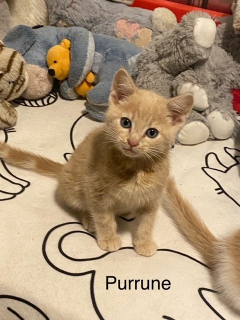 ruffstartrescue's tweet photo. We have 305 hungry kittens in our care and they need your help! Can you please donate a case of wet food? π»
Amazon Wishlist >> https://t.co/kTo7MevWS5
Chewy Wishlist >> https://t.co/JmsoHssLgH
Walmart Wishlist >> https://t.co/7pxSk3W3TC
#StockupSunday https://t.co/ahrv0JvM1H