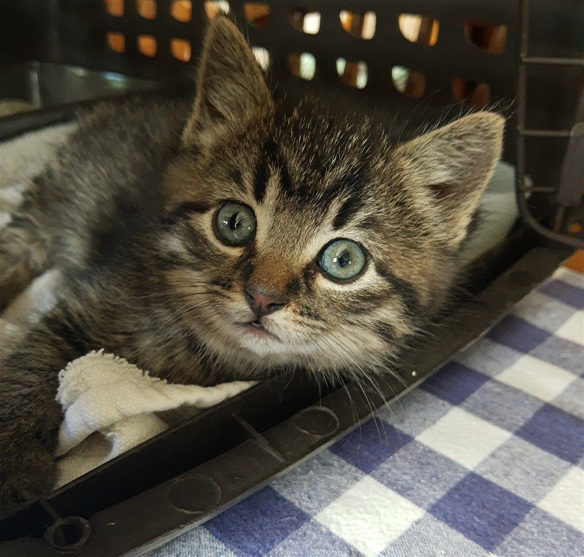 ruffstartrescue's tweet photo. We have 305 hungry kittens in our care and they need your help! Can you please donate a case of wet food? π»
Amazon Wishlist >> https://t.co/kTo7MevWS5
Chewy Wishlist >> https://t.co/JmsoHssLgH
Walmart Wishlist >> https://t.co/7pxSk3W3TC
#StockupSunday https://t.co/ahrv0JvM1H