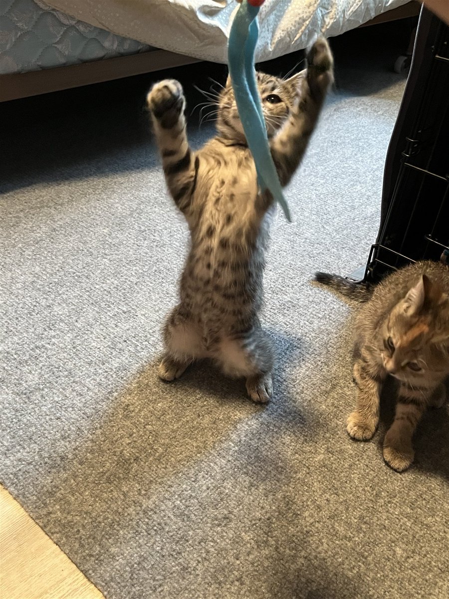 ruffstartrescue's tweet photo. We have 305 hungry kittens in our care and they need your help! Can you please donate a case of wet food? π»
Amazon Wishlist >> https://t.co/kTo7MevWS5
Chewy Wishlist >> https://t.co/JmsoHssLgH
Walmart Wishlist >> https://t.co/7pxSk3W3TC
#StockupSunday https://t.co/ahrv0JvM1H