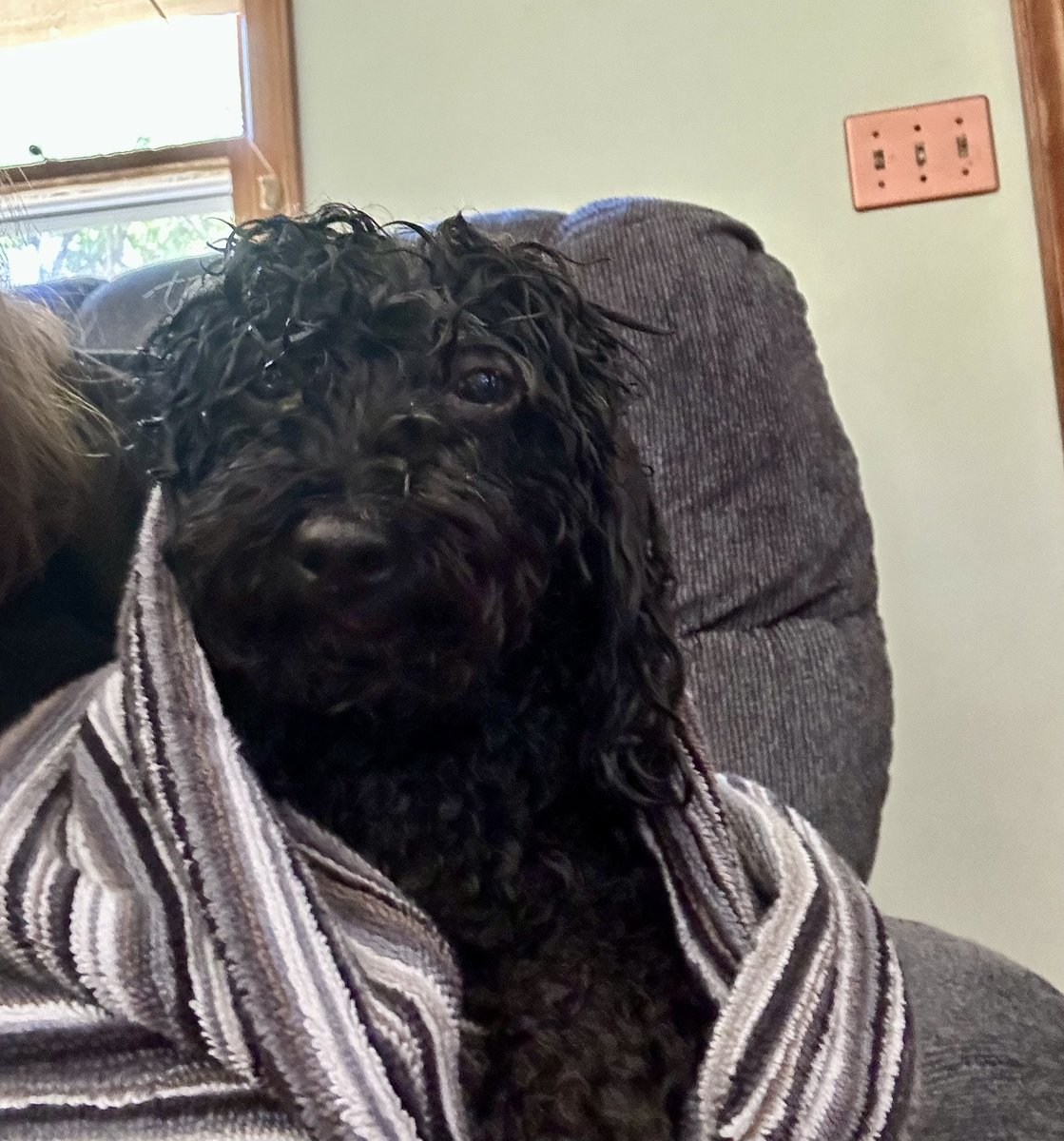 Mama said I had a crusty booty and needed a bath. I told her to worry about her own booty but she didn’t listen to me. She can fluff off as far as I’m concerned. 🤬 - Noir #twinsiesontwitter