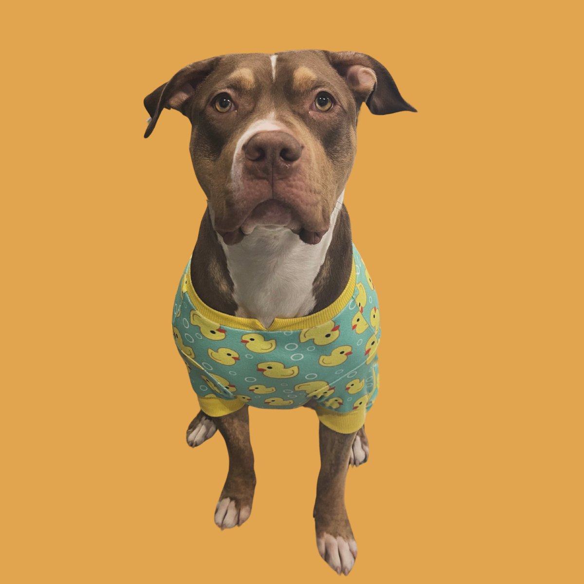 #Pibble Wif Shorts 🩳