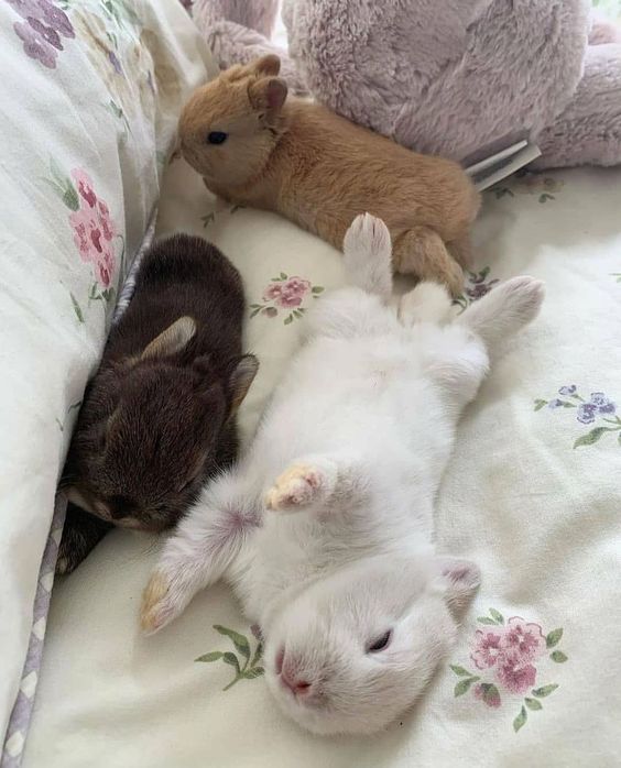 lovesickdoe's tweet photo. eepy bunnies https://t.co/BvMNjwJN69