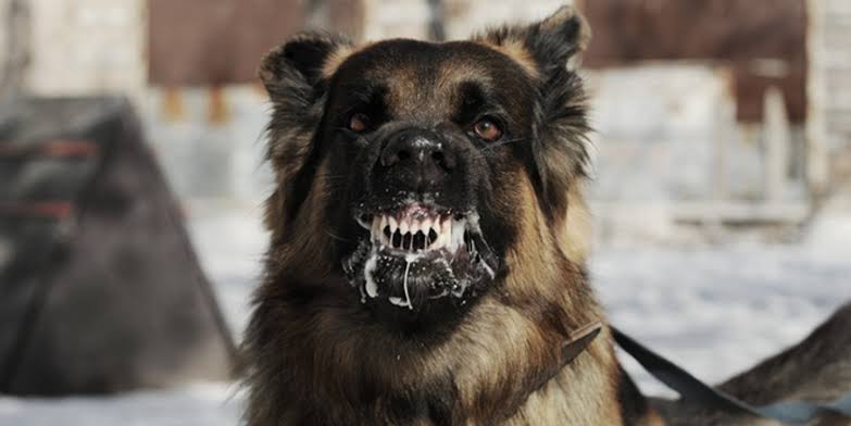 Zenginin muhatap olduğu köpek / Garibanın muhatap olduğu köpek