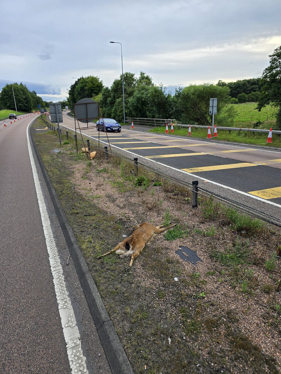 chewy246's tweet photo. @trafficscotland any chance someone can pick this deer up? Been sat there for 2 weeks in all weather , the smell is horrific,  we have works and high traffic here at the swallow roundabout https://t.co/hXkK2EQbDm