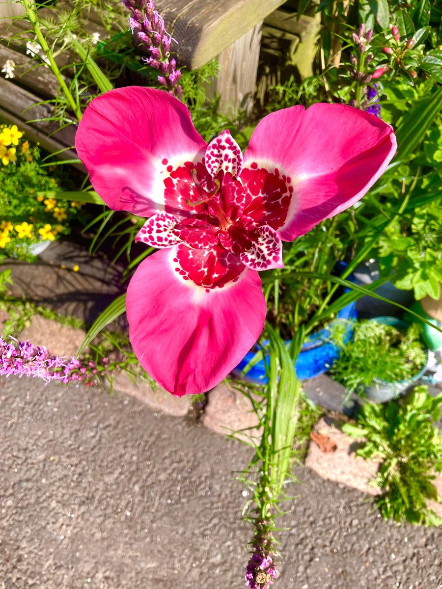 DaveHuntbatch's tweet image. This little beauty sprung out this morning @qvcuk thanks it’s gorgeous 😬