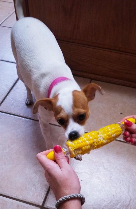 I have dogs that fight over corn on the cob!  They go nuts for it.  I have never seen such a thing but