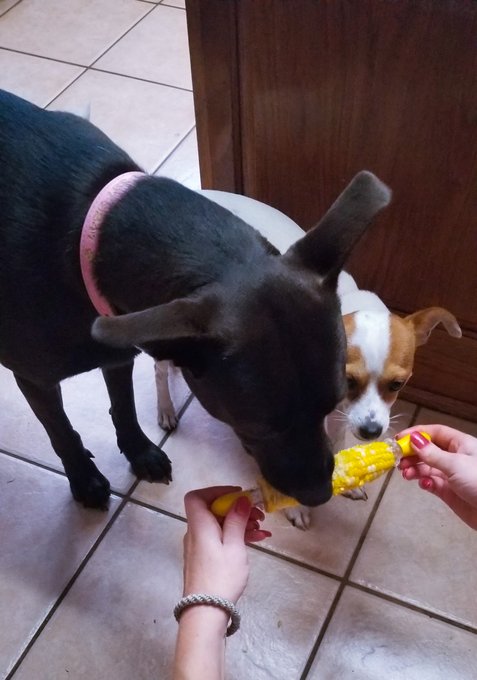 I have dogs that fight over corn on the cob!  They go nuts for it.  I have never seen such a thing but
