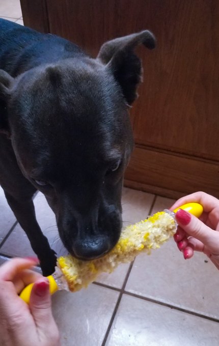 I have dogs that fight over corn on the cob!  They go nuts for it.  I have never seen such a thing but