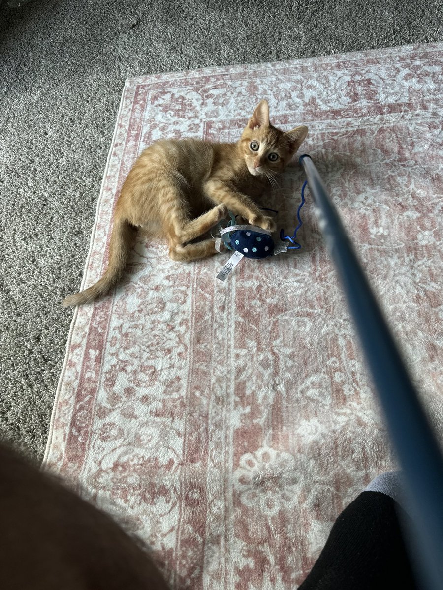 SamXbino's tweet photo. Chopper D. Cat https://t.co/3LkQ6023q5