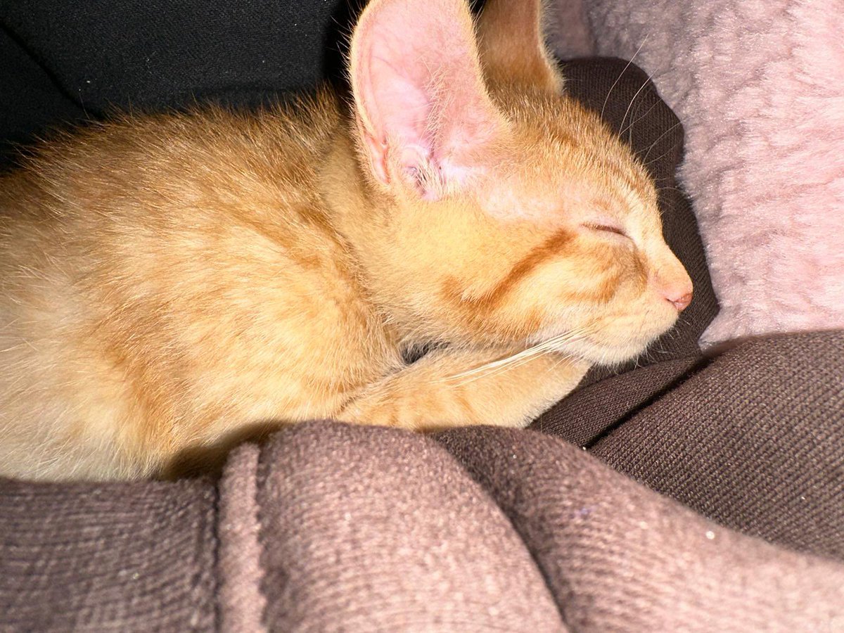 SamXbino's tweet photo. Chopper D. Cat https://t.co/3LkQ6023q5