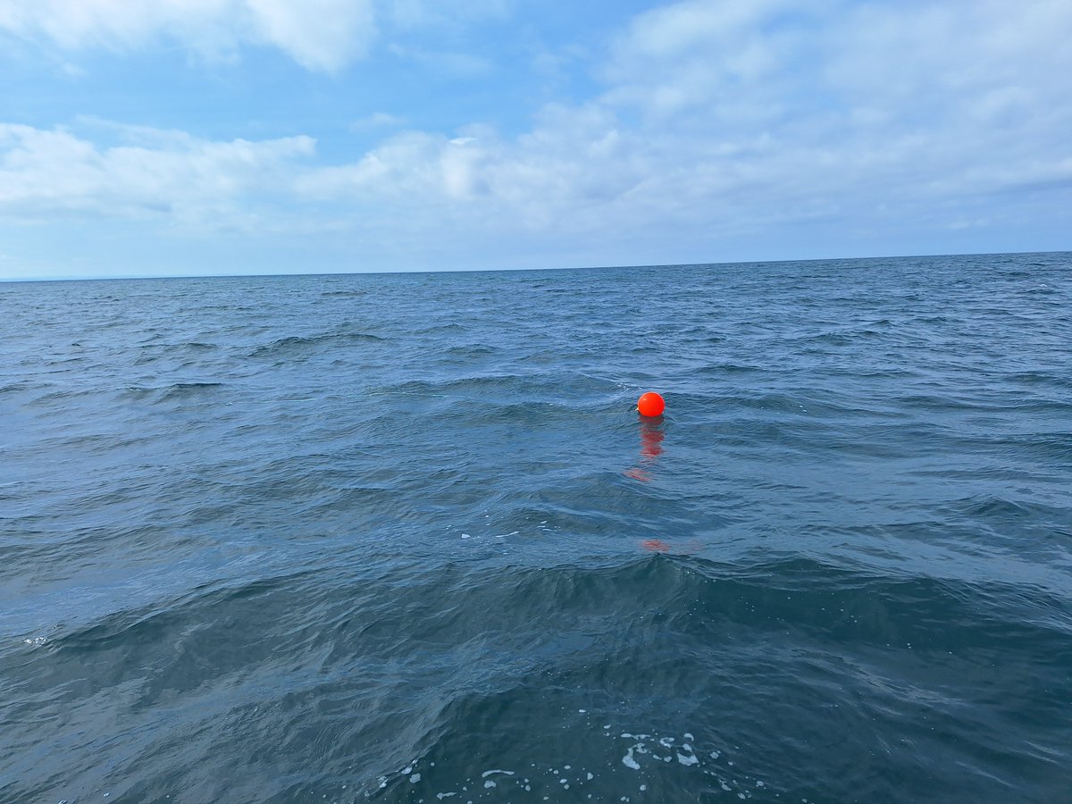 DanWMont's tweet image. Field week 1 of #TopeSIARCProject is a wrap!
With the help of local fishers we deployed all 20 acoustic receivers for our array and tagged the first 4 tope for our study. Excited to get more tags out soon! @ProjectSIARC @ACA_PLAS_SAC @RS_Aqua @Innovasea #trackingnotslacking