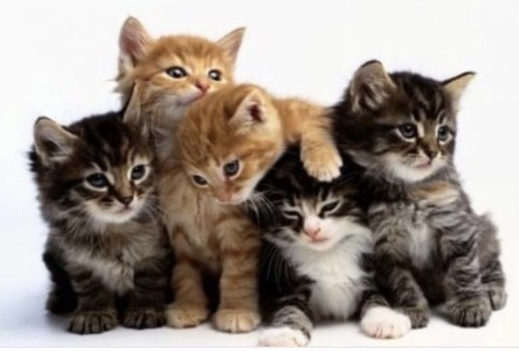 MATUTE VA A COBRAR VENGANZA POR MEGUMI tweet media