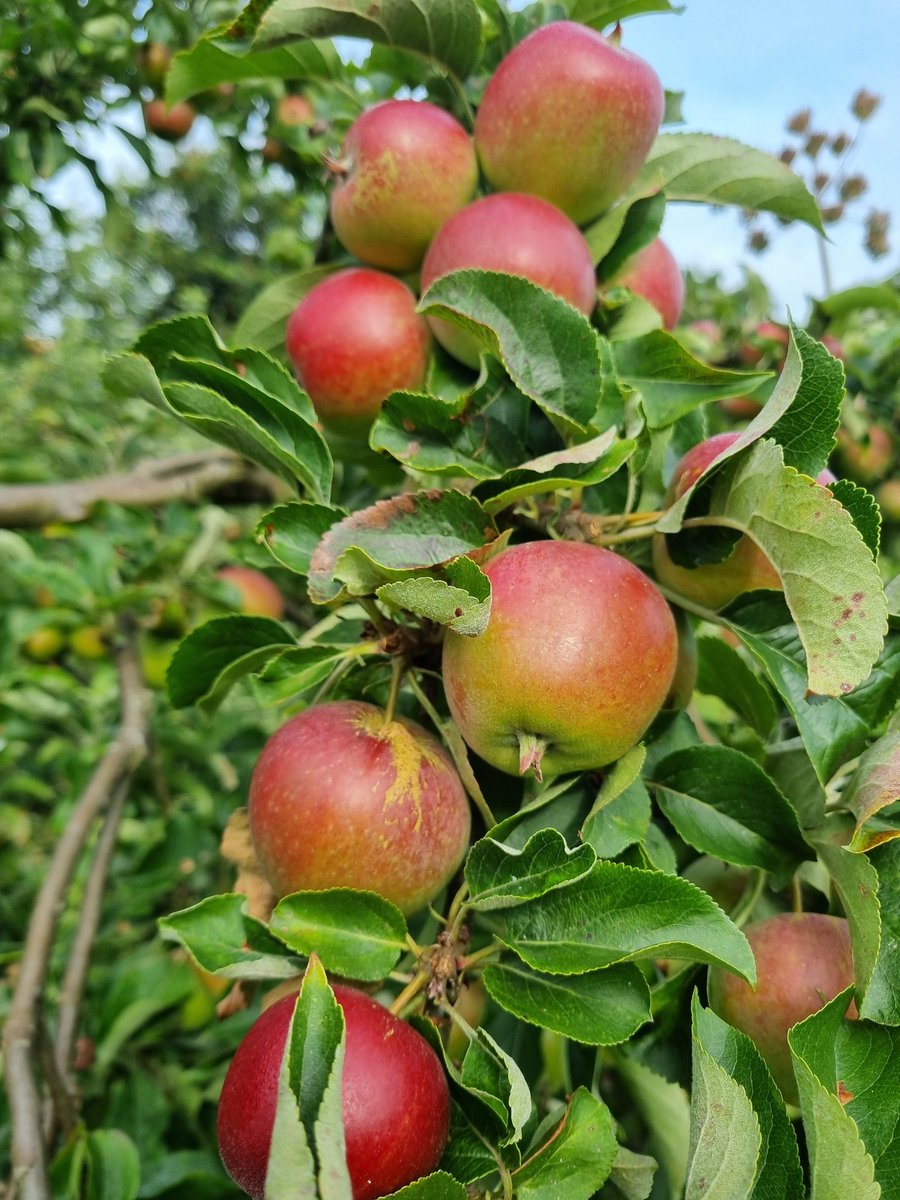 Throughout August we will be running #EdiblePerennial activities across #BalsallHeath, #DruidsHeath and #Stirchley. Why not join us? We have some beautiful orchards and #ForestGardens

mailchi.mp/5d82c7f2f595/f…