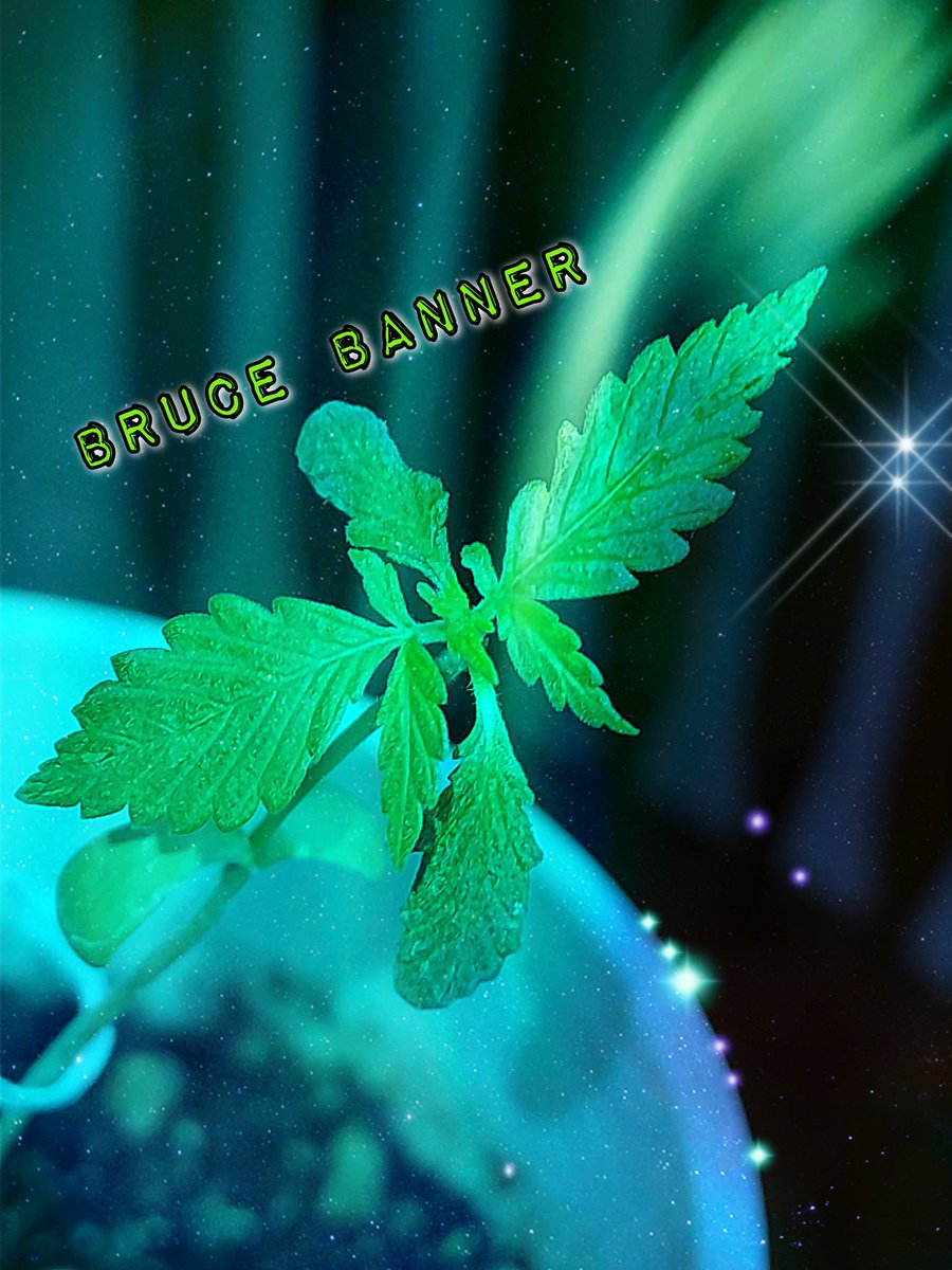 420matt9191's tweet image. Now we just wait for the  glorious  to unfold and grow into greatness @CheebaPet #CheebaPet