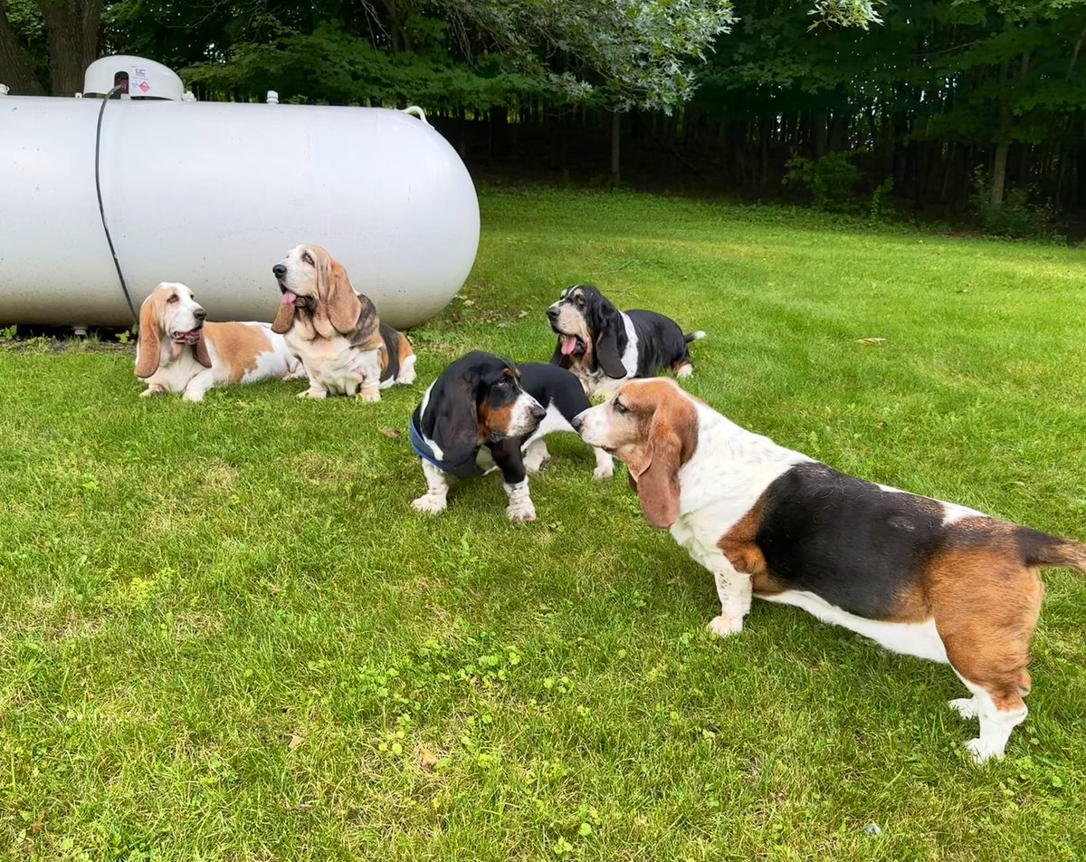 Mockler Bassets tweet media