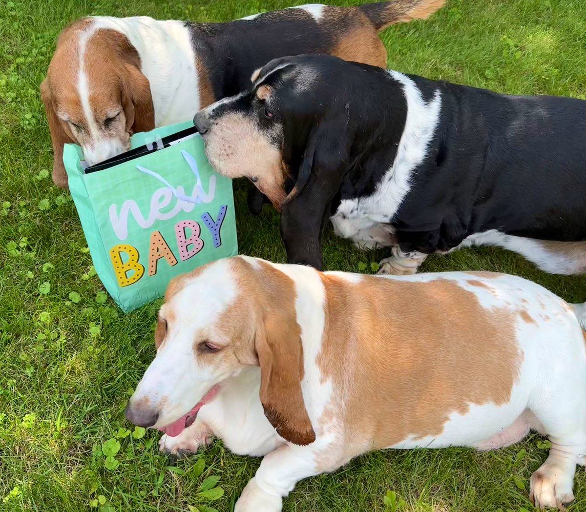 Mockler Bassets tweet media