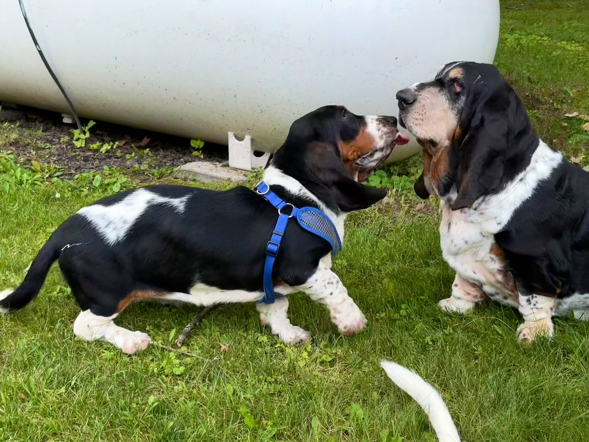 Mockler Bassets tweet media