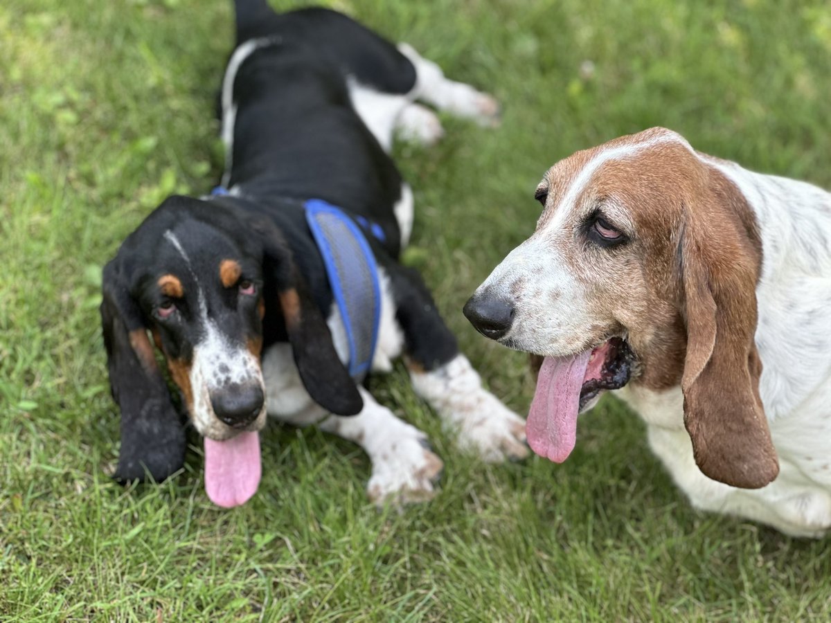 Mockler Bassets tweet media