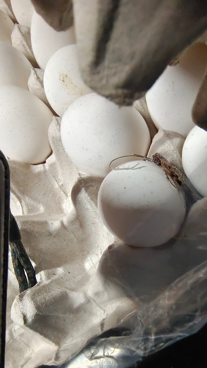 MahiMomoX's tweet photo. @SwiggyInstamart dead cockroach inside a 30 pack of eggs. Disgusting.  And your chat team wasn't helpful. Sent the email already. Awaiting reply. https://t.co/kTAJDagThL