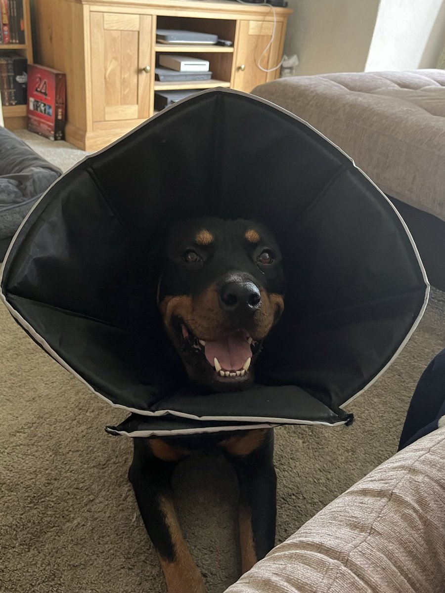Brains10's tweet photo. @RottieCole Alan says he knows how it feels but if you can leave it alone then the dreaded cone (or doggles) will come off sooner. Quick recovery,  fren! 👊 https://t.co/27jJMGcf33