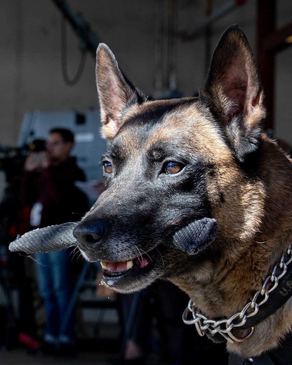 CBP's tweet photo. There is an update on dog importation beginning August 1. Please review the updated rules from the CDC and make sure you can bring your fur baby with you on your travel to the U.S.

Read: https://t.co/AcRQjDsHGS https://t.co/UYE2ZF4iNO