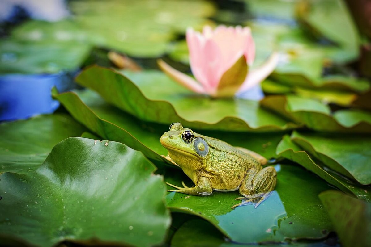 dimpletimes's tweet photo. Frogs: America’s Diverse Amphibian Inhabitants https://t.co/Wb8xiCD6bx https://t.co/RA59UG8drh