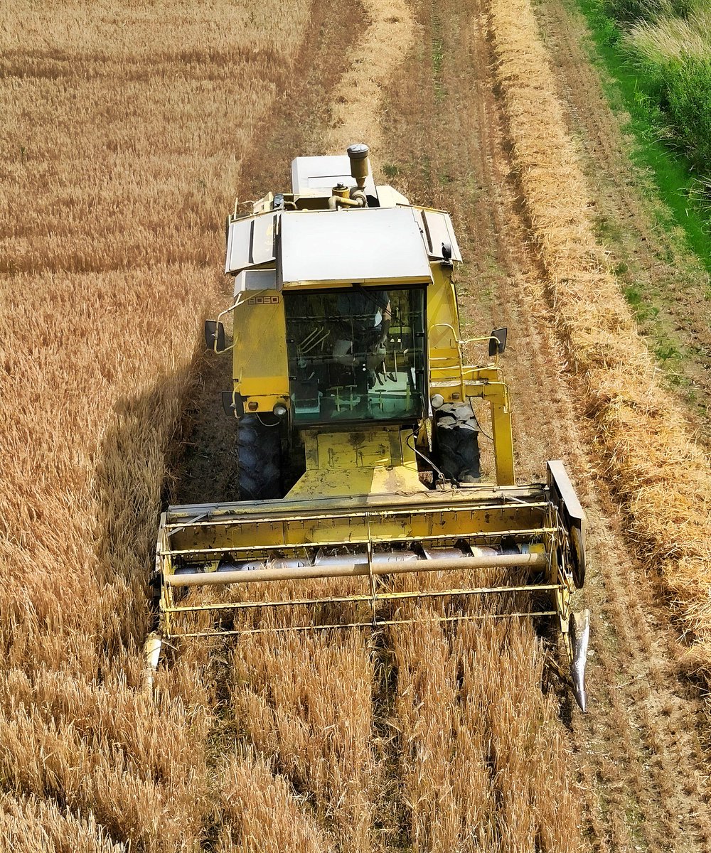 Shaun_Button_'s tweet photo. 📸😍 LOOK WHAT I FOUND YESTERDAY 😍📸
#newholland #newhollandcr #newhollandcr880 #winterbarley #barley #britainsfarmtoys #ernte #erntezeit #harvest2024 #harvest24 #harvest #combineharvesters #combineharvester #combine #mähdrescher #farm247 #farmingphotographydaily #farmingphotos https://t.co/jVv6WAfex6
