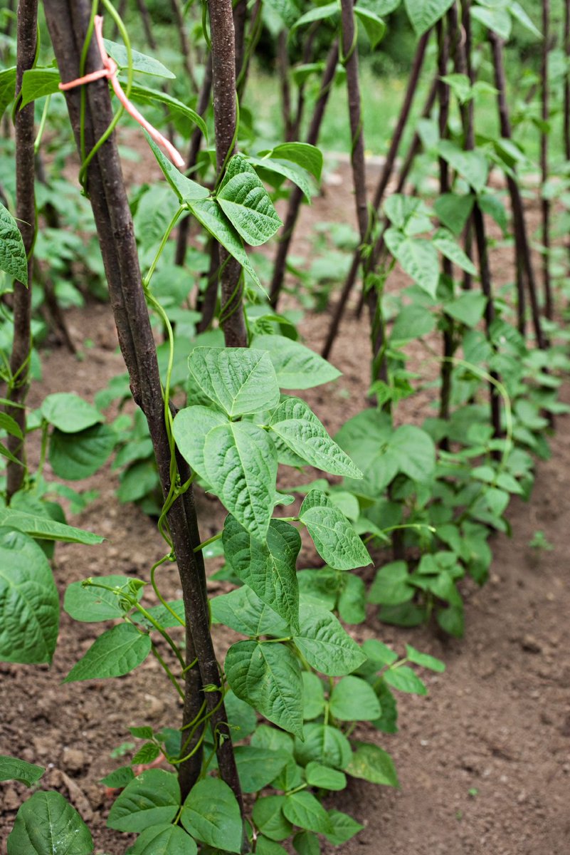 MUGABE__Robert's tweet photo. #BeansProduction tip number one being Variety selection.
Beans are of two categorizes; #Climbing and #Bush beans. 
Green beans, anasazi beans, black, northern beans, kidney, pinto beans, and cannellini beans are all varieties of the species. 
Impact; Improved variety= High yield https://t.co/zd3DeQ51x8