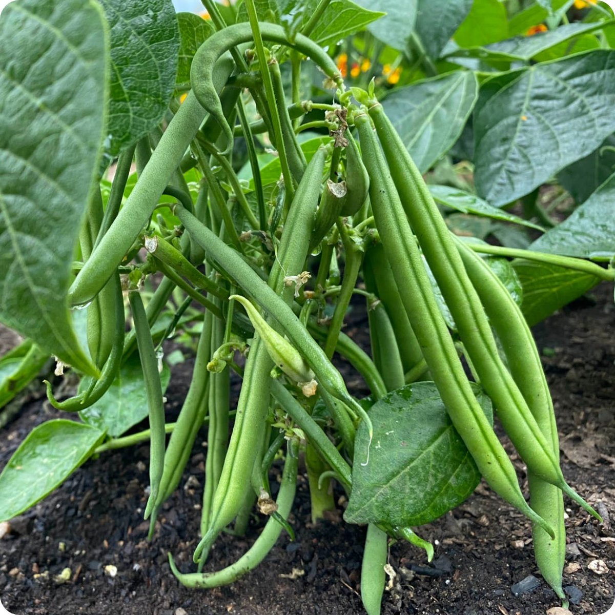 MUGABE__Robert's tweet photo. #BeansProduction tip number one being Variety selection.
Beans are of two categorizes; #Climbing and #Bush beans. 
Green beans, anasazi beans, black, northern beans, kidney, pinto beans, and cannellini beans are all varieties of the species. 
Impact; Improved variety= High yield https://t.co/zd3DeQ51x8