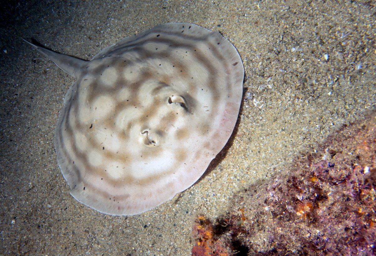 The bullseye round stingray (Urobatis concentricus), also known as the reticulated round ray, is a cartilaginous fish endemic to Mexico. Found in shallow seas, coral reefs, estuaries, and lagoons, it faces threats from habitat loss. #flatsharkfriday