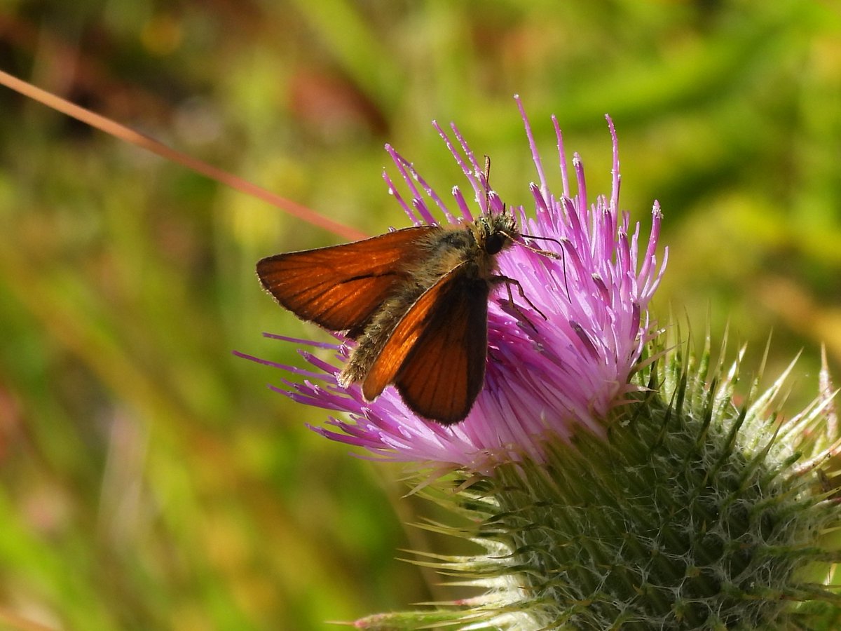 Britnatureguide's tweet photo. Plenty of butterflies on show at Prees Heath in Shropshire this morning, including Meadow Brown, Silver-studded Blue, Small Skipper and Purple Hairstreak. https://t.co/rDrjWH0qlt
