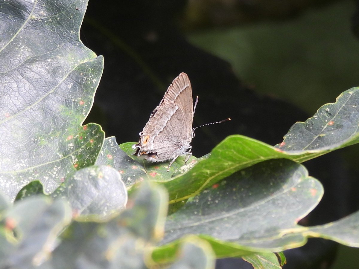 Plenty of butterflies on show at Prees Heath in Shropshire this morning, including Meadow Brown, Silver-studded Blue, Small Skipper and Purple Hairstreak.