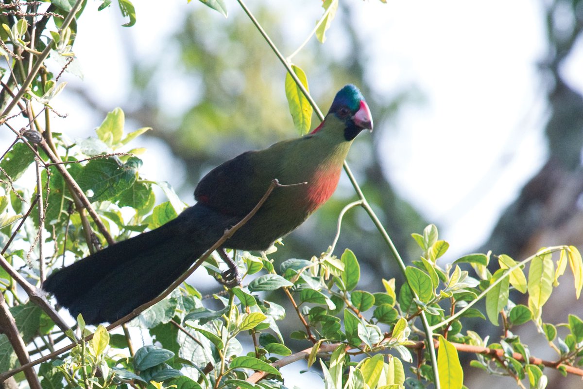 Nyungwe National Park tweet media