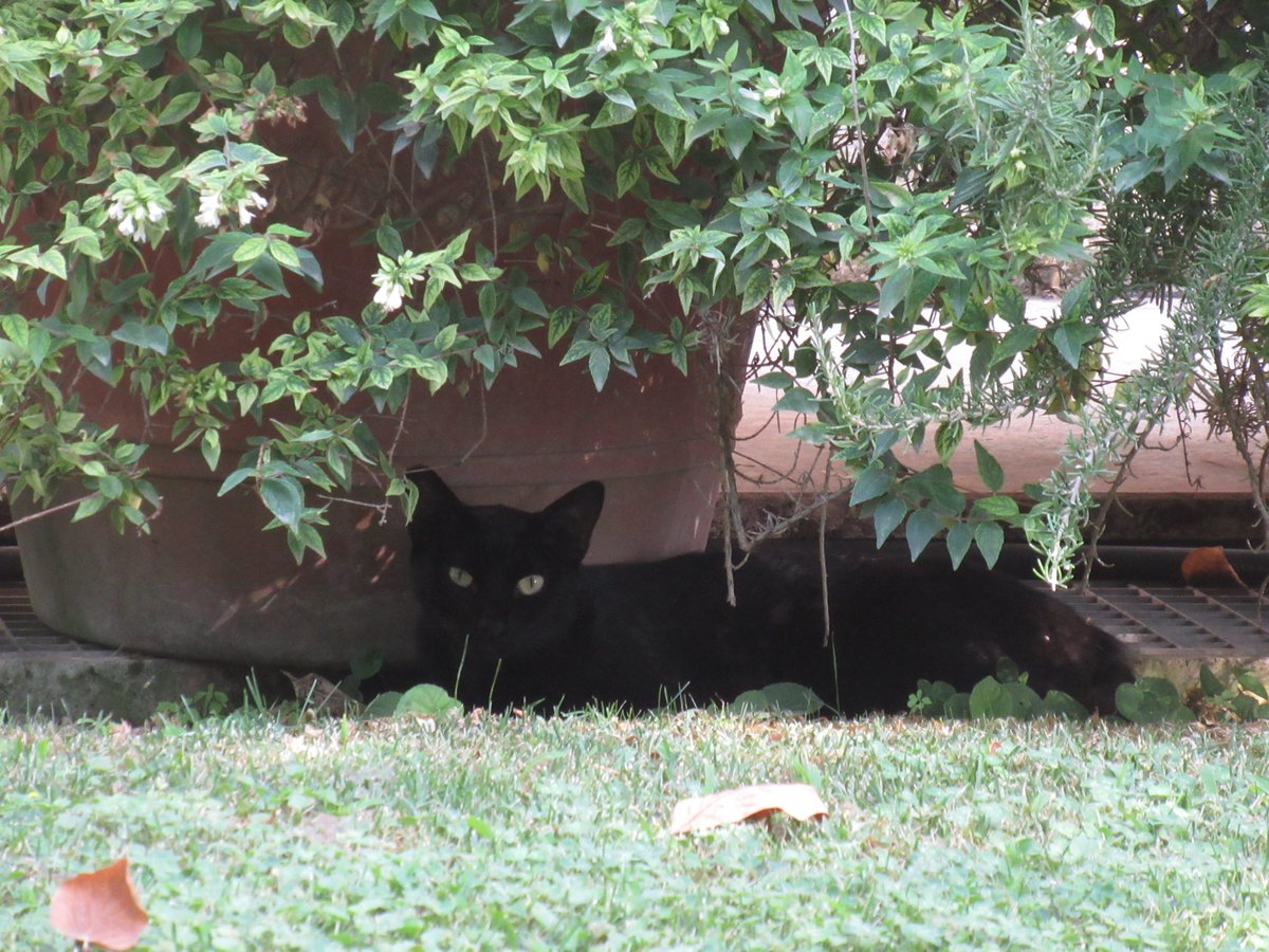 118,290 words -- that's enough for my book draft, I think. Calling it a day. The cat outside my window who's been judging me all day agrees.
<a href="/uowclassics/">Classical Studies@University of Winchester</a> #cat #caturday #writing #publishing #thatlldo