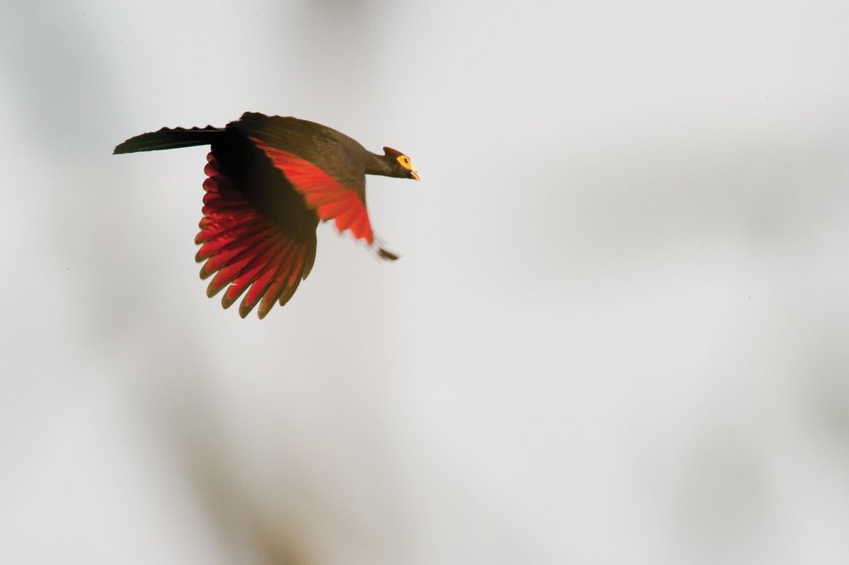 Nyungwe National Park tweet media