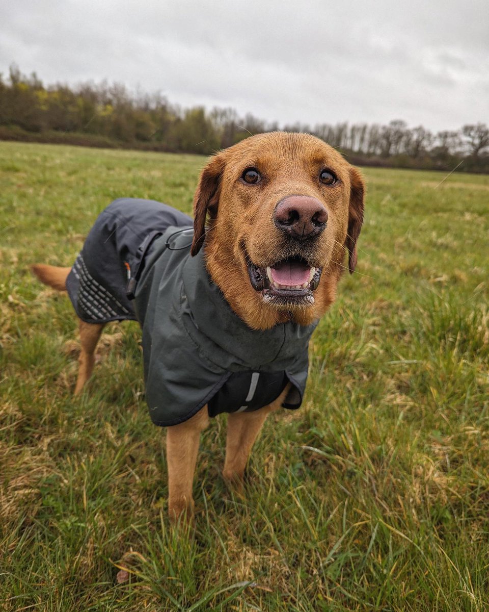 Run_to_Valhalla's tweet photo. Trail's with Cooper 

#TrailRunning #Running #GetOutside #NeverStopExploring #Nature #Wiltshire #FoxRedLabrador #Dog #TrailDog https://t.co/OIPCkS2jF1