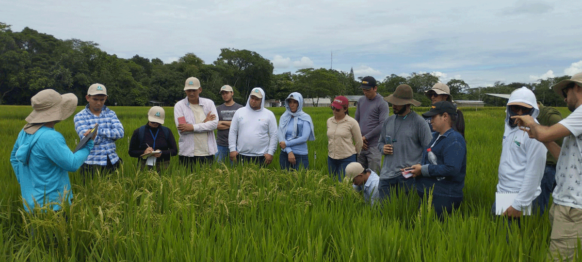 arrozFLAR's tweet photo. Un grupo de ingenieros agrónomos que están aprendiendo sobre el modelo de Transferencia de Tecnología #AMTEC de @FEDEARROZGREMIO visitaron el Centro Experimental Santa Rosa🇨🇴, donde pudieron conocer el trabajo de fitomejoramiento que realizan tanto la Federación como @arrozFLAR🌾 https://t.co/S85D99YJ7a