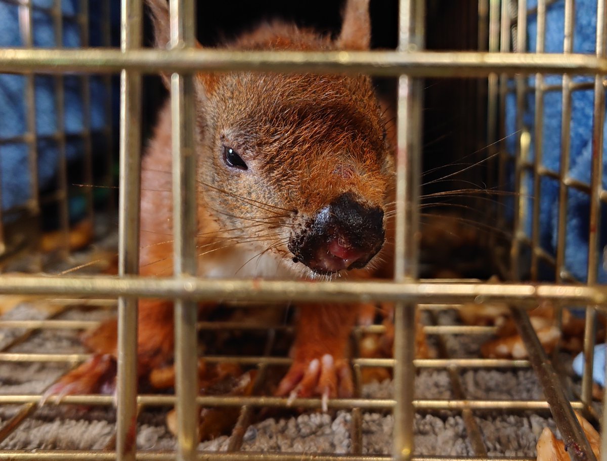 Sefton Coast Red Squirrels tweet media
